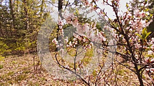 Cherry blossoms in the forest, a child runs