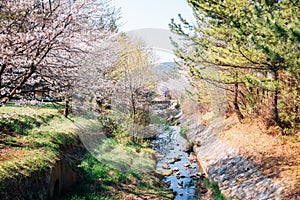 Cherry blossoms forest at Huirisan Natural Recreation Forest in Seocheon, Korea