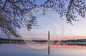 Cherry blossoms frame the Washington Monument.