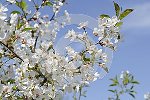 Cherry blossoms and fresh green leaves in sunlight of sunny day and blue sky in background