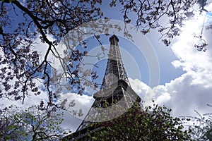 Cherry blossoms in front of the Eiffel Tower