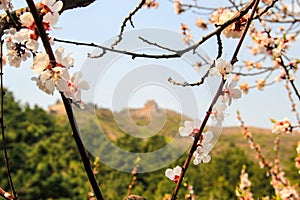 Cherry blossoms in front of the great wall, china