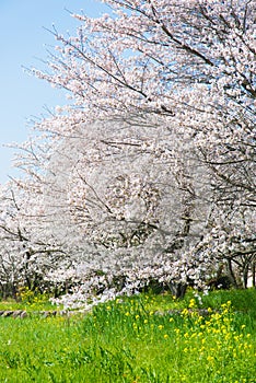 Cherry blossoms in full bloom