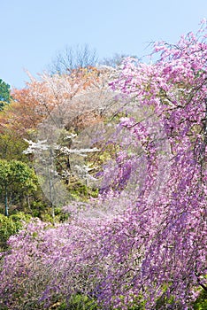 Cherry blossoms in full bloom