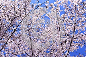 Cherry blossoms in full bloom along the Tidal Basin in Washington, DC.