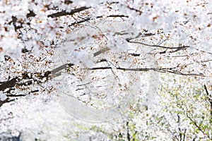 Cherry blossoms in full bloom in a beautiful spring, fresh cherry blossom trees