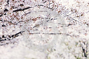 Cherry blossoms in full bloom in a beautiful spring, fresh cherry blossom trees