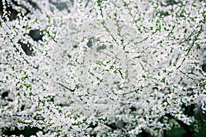 Cherry blossoms in full bloom. Cherry flowers in small clusters on a branch of a cherry tree, turning white.