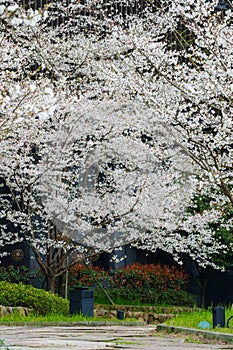 Cherry blossoms in full bloom in China\'s high-end resorts