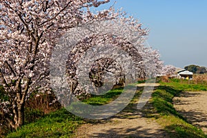 Cherry blossoms in full bloom line dirt road in countryside