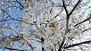 The cherry blossoms in full bloom look like they are heading towards us