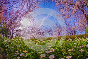 Cherry blossoms in full bloom and margaret flower field