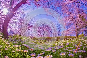 Cherry blossoms in full bloom and margaret flower field