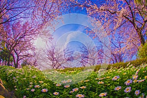 Cherry blossoms in full bloom and margaret flower field