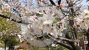 Cherry blossoms are in full bloom in spring