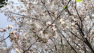 Cherry blossoms are in full bloom in spring