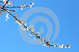 Cherry blossoms in full bloom Spring isolated on deep blue sky