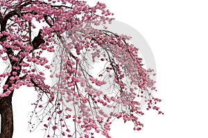 Cherry blossoms in full bloom with white background