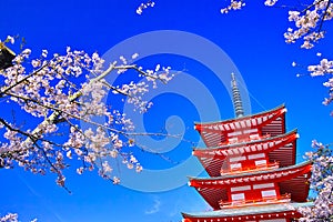 Five-storied pagoda and cherry blossoms photo