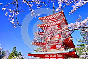 Five-storied pagoda and cherry blossoms photo