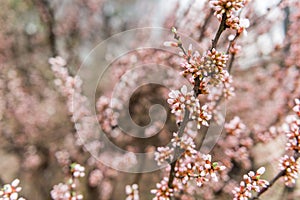 Cherry blossoms in a garden at Changdeokgung Palace in Seoul photo