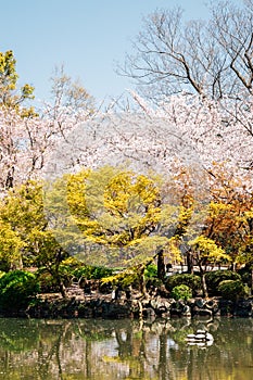 Cherry blossoms garden at Toji temple in Kyoto, Japan