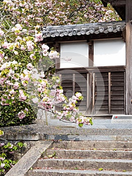 Cherry blossoms at the gates of a Buddhist temple in Japan