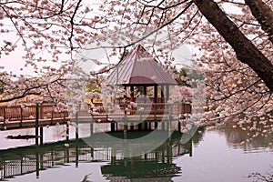 Cherry Blossoms Gazebo Northern Virginia Park