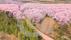 The Cherry blossoms and green trees in spring