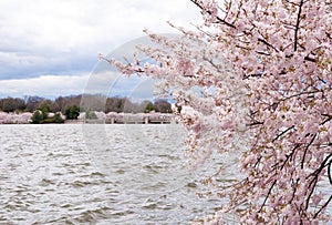 Cherry blossoms hanging over the Tidal Basin in Washington DC