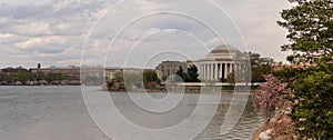 The Cherry Blossoms have already peaked around the Tidal Basin in Washington DC