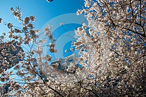 Cherry blossoms have come to downtown Vancouver.