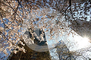 Cherry blossoms have come to downtown Vancouver.