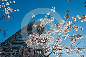 Cherry blossoms have come to downtown Vancouver.