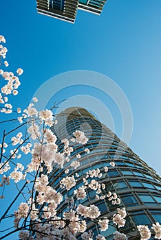 Cherry blossoms have come to downtown Vancouver.