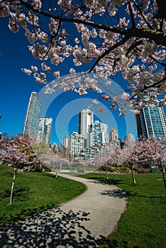 Cherry blossoms have come to Yaletown Vancouver. photo