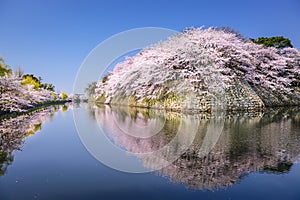 Cherry Blossoms in Hikone, Japan