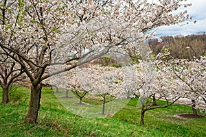 Cherry blossoms on a hillside