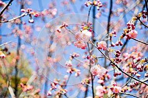 Cherry Blossoms in Hirano Jinja Shrine, Kyoto