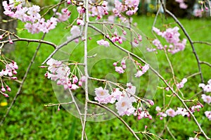 Cherry blossoms in Hirano Jinja Shrine, Kyoto