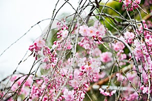 Cherry blossoms in Hirano Jinja Shrine, Kyoto