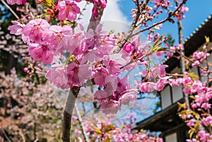 Cherry blossoms at the Hirosaki Castle Park