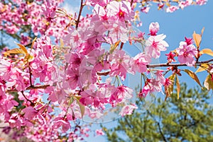 Cherry blossoms at the Hirosaki Castle Park