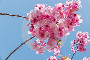 Cherry blossoms at the Hirosaki Castle Park