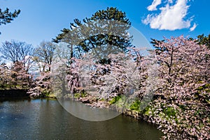 Cherry blossoms at the Hirosaki Castle Park