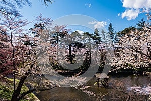 Cherry blossoms at the Hirosaki Castle Park