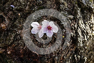 Cherry blossoms at the Hirosaki Castle Park