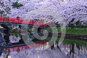 Cherry blossoms at Hirosaki Park photo