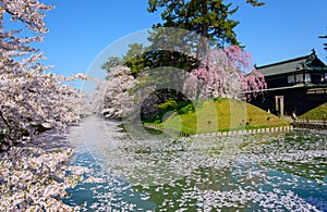 Cherry blossoms at Hirosaki Park photo