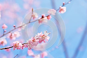 Cherry Blossoms Hokkiado
